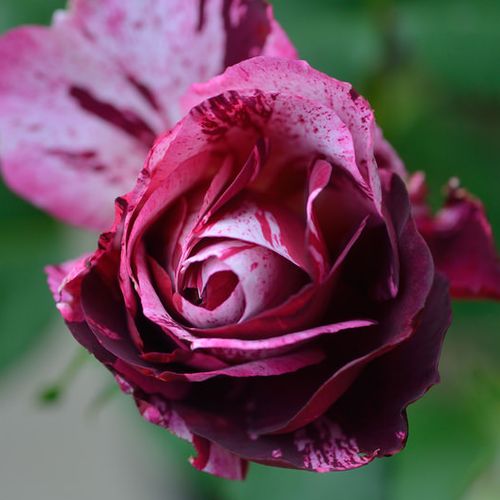 Rosa  New Imagine™ - fialová - bílá - Stromkové růže, květy kvetou ve skupinkách - stromková růže s keřovitým tvarem koruny